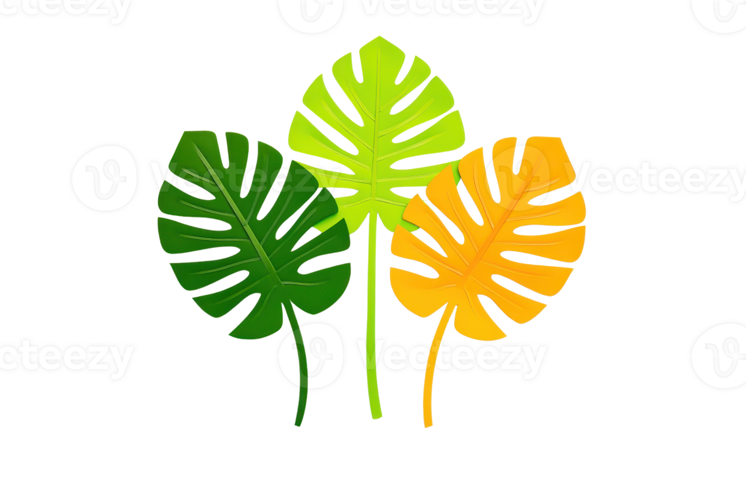 A Three vibrant monstera leaves in green, lime, and yellow hues are arranged against transparency background, showcasing tropical and fresh aesthetic png