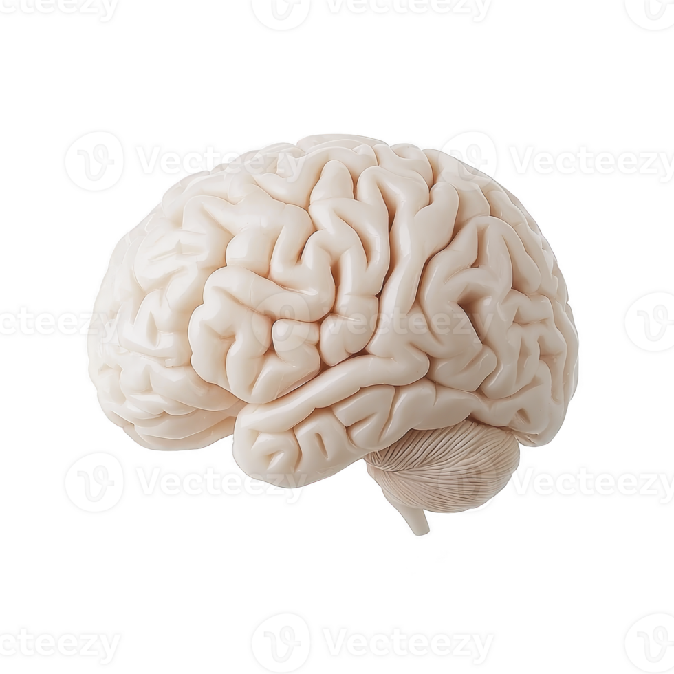 A detailed 3D rendering of human brain showcases its intricate structure and complex neural pathways, highlighting organ role in cognition and emotion png