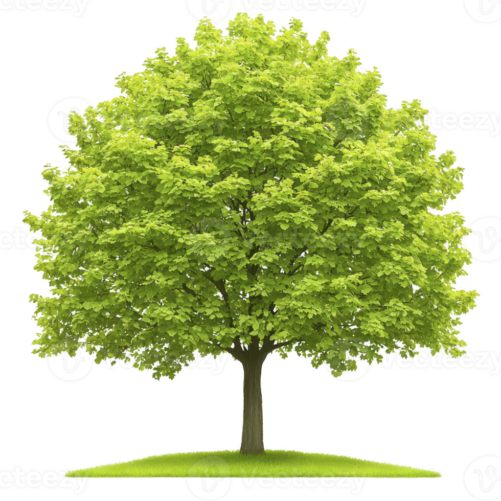 A lush green tree with full canopy stands on small patch of grass, symbolizing nature and growth. vibrant leaves create sense of tranquility and life png