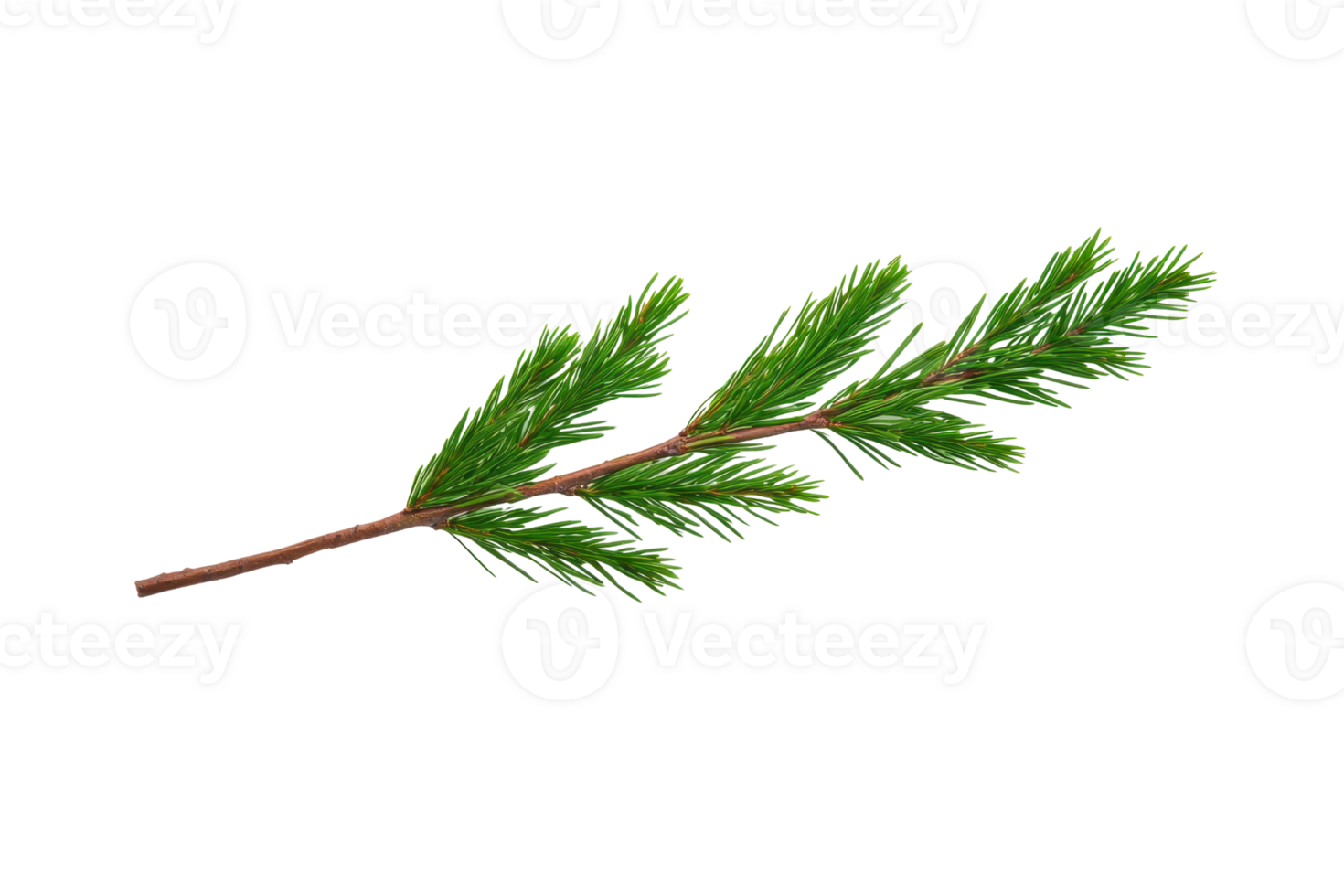 A single green pine branch with needle like leaves on brown stem, isolated on transparency background. branch is detailed and vibrant, showcasing natural texture and color of pine foliage png