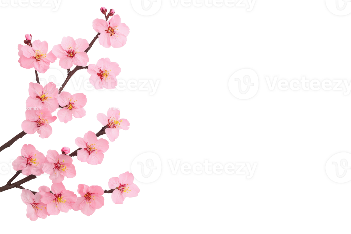 A Delicate pink cherry blossoms on branch against transparency background, showcasing beauty of springtime. flowers are in full bloom, with soft petals and vibrant colors png