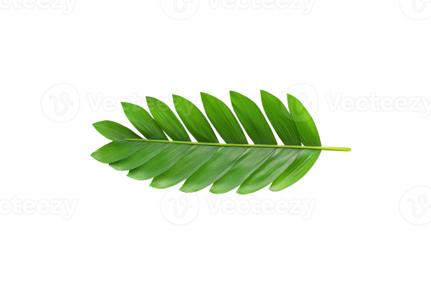 A vibrant green palm leaf with symmetrical arrangement of leaflets, isolated on transparency background, showcasing its natural beauty and tropical essence png