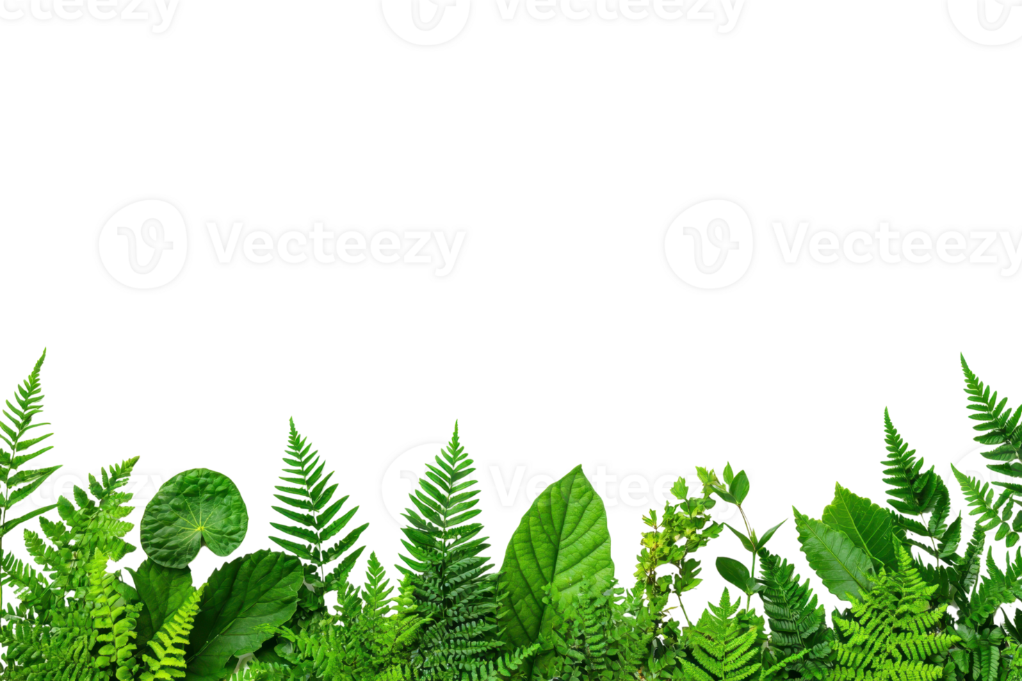 A lush border of various green leaves and ferns creates vibrant natural frame. diverse foliage includes different shapes and textures, adding fresh and lively feel to composition png