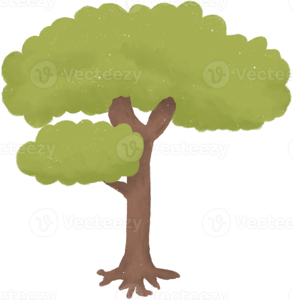 Cartoon style tree with brown trunk and light green leaves on transparent background. The canopy is full with small protrusions from the lower trunk. The roots are slightly visible at the base. png