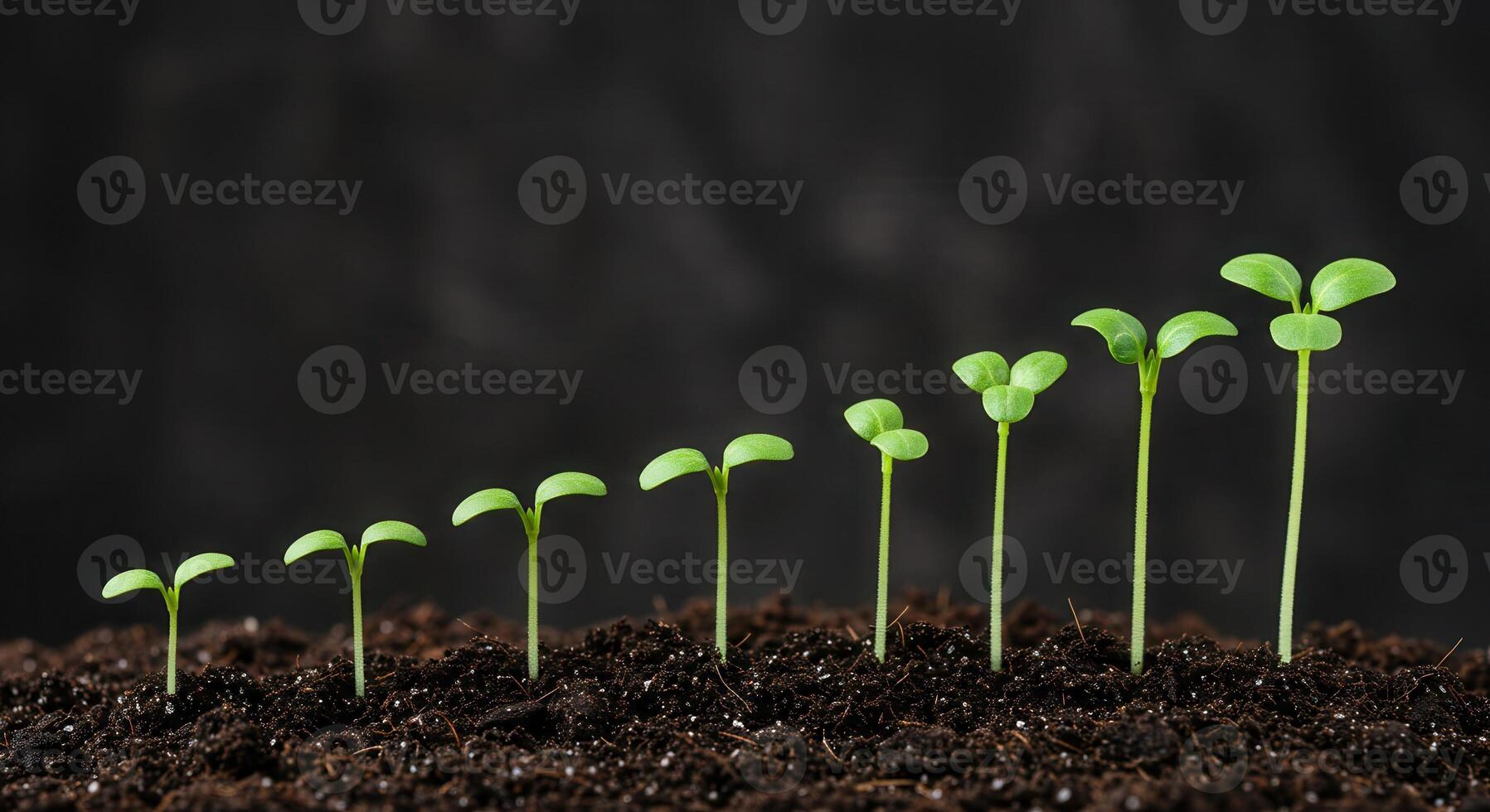 Sequence of green seedlings growing in dark soil, showing stages of growth and development from small to large plant. photo
