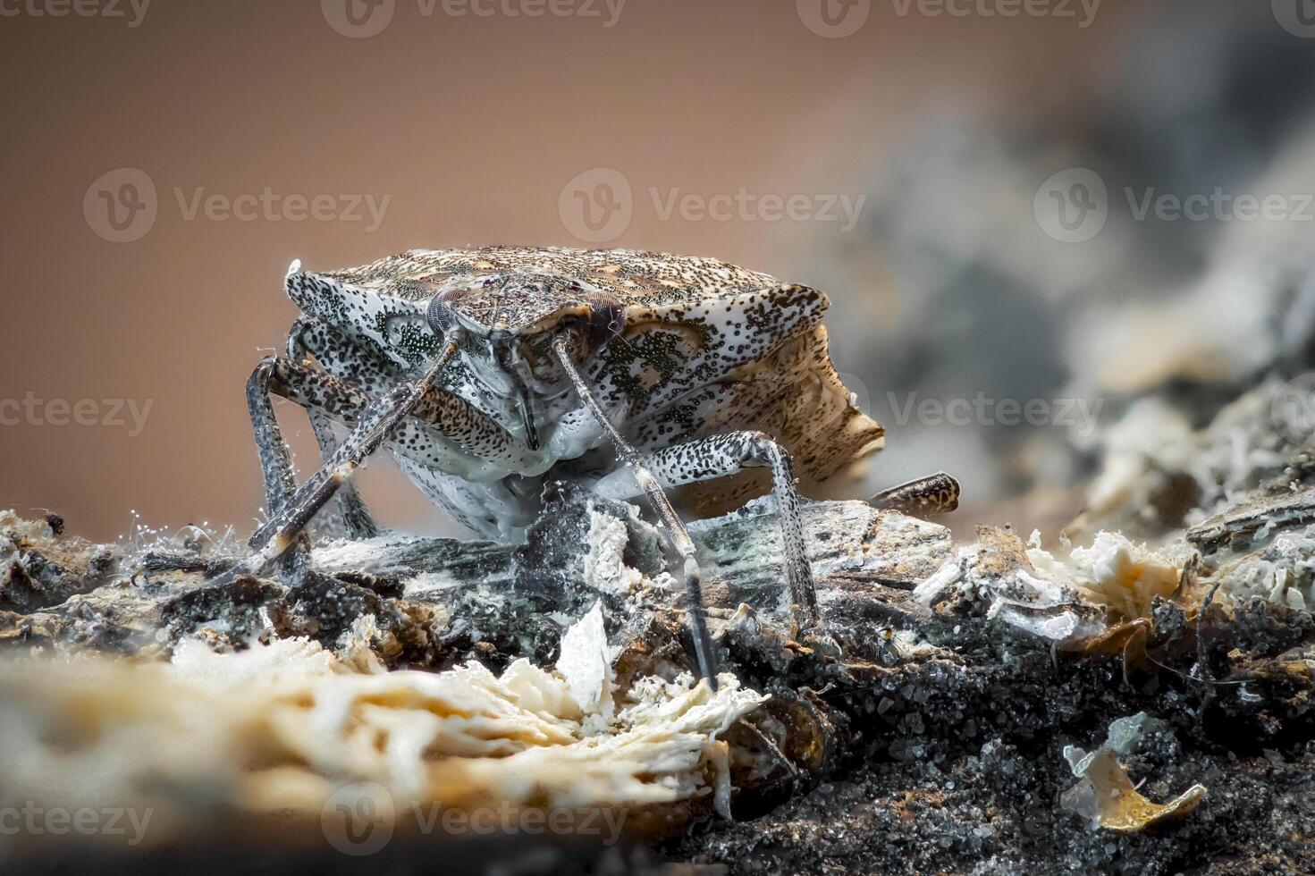 Brown marmorated stink bug Halyomorpha halys on wood, captured in detailed macro close-up photo