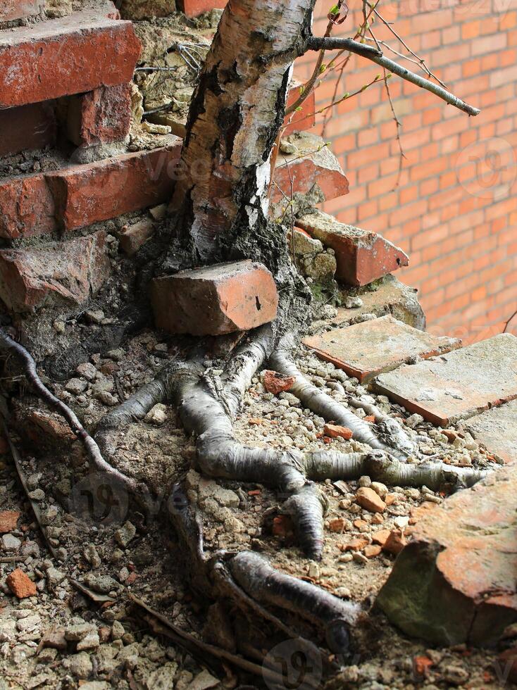 Birch tree roots spreading through broken bricks on a decaying urban structure photo