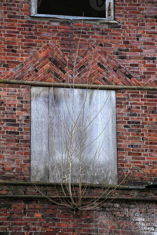 Brick wall with a small tree growing below a window in an old abandoned structure photo