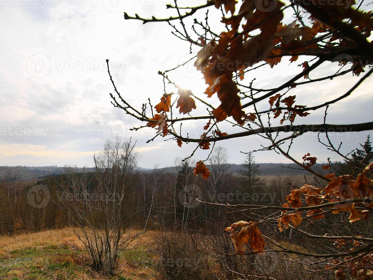 Bare oak tree branches with dried autumn leaves framing a distant valley and cloudy sky photo