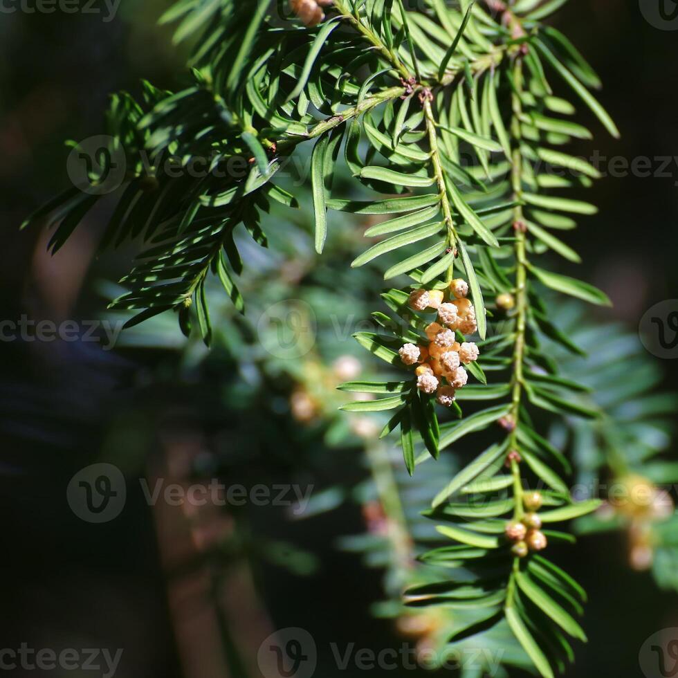 Yew - Taxus baccata - branch closeup showing needle-like leaves and clusters of pollen cones in spring light photo