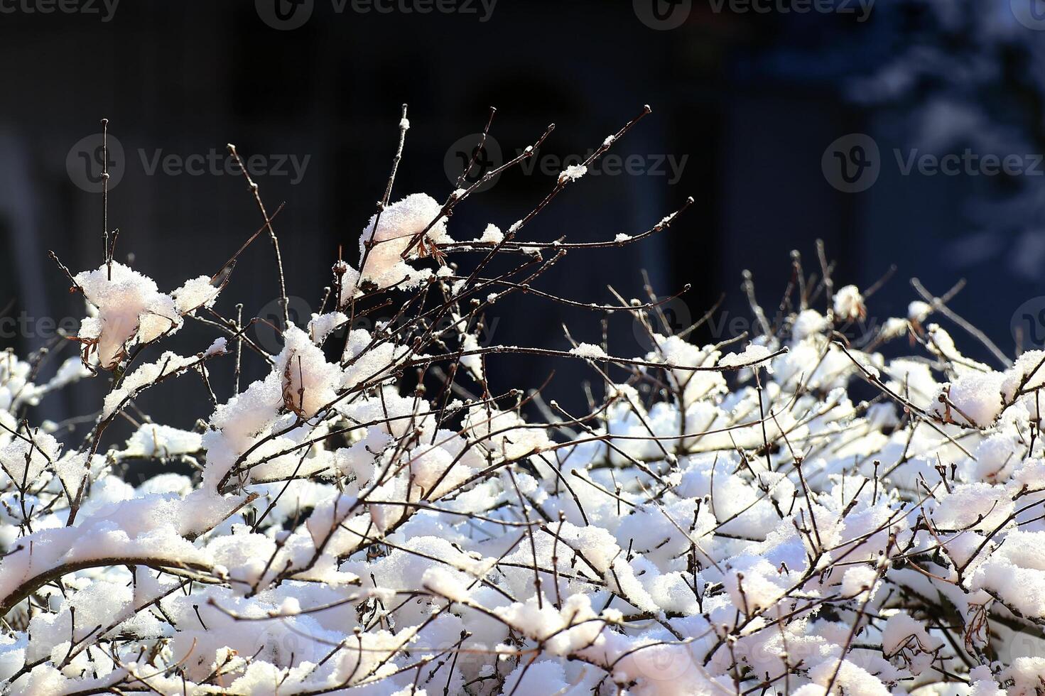 Frosty tree branches - icy twigs stand out against a darker background, highlighted by soft winter light photo