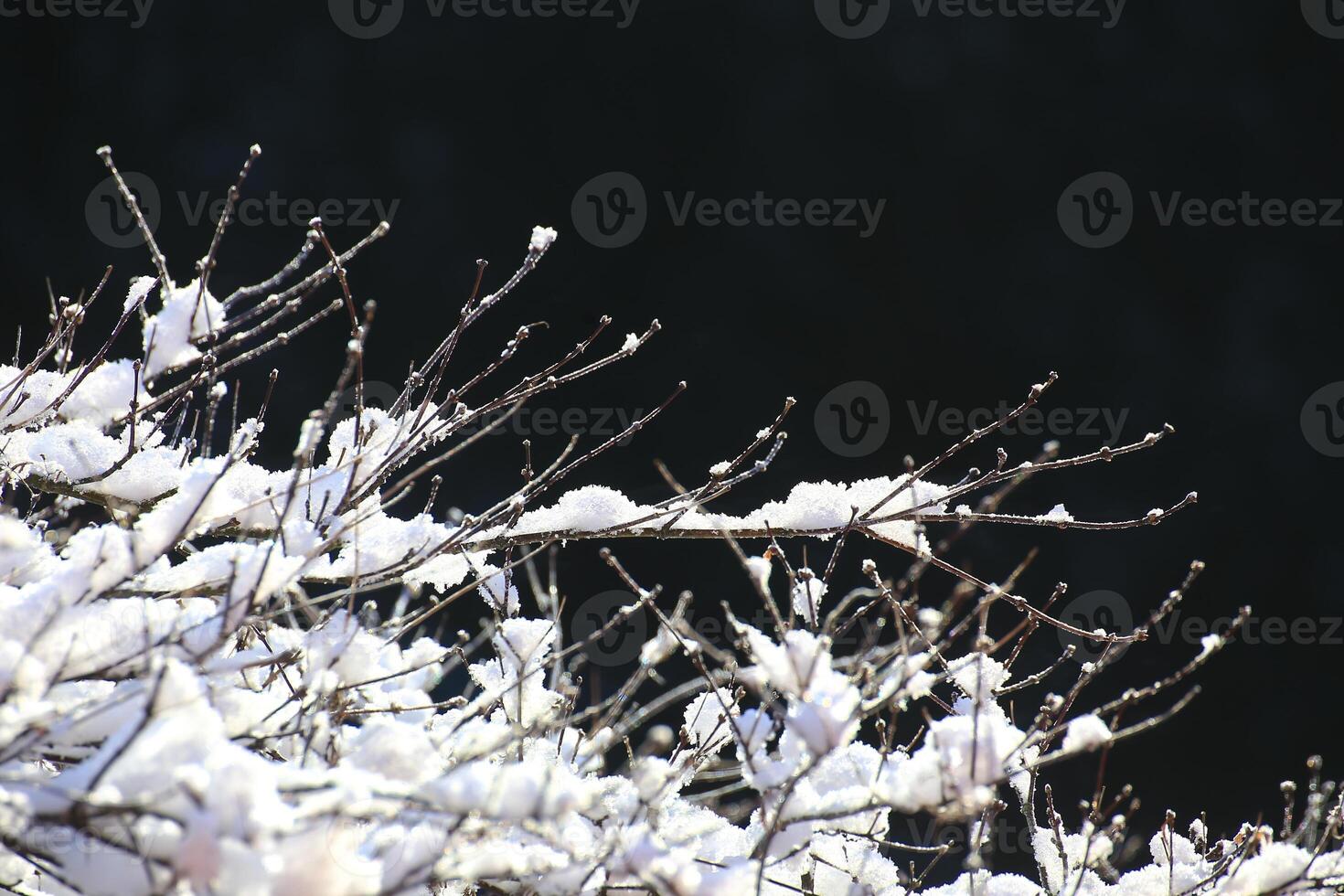 Snow-covered tree branches against a dark background with sunlight highlighting the frost photo