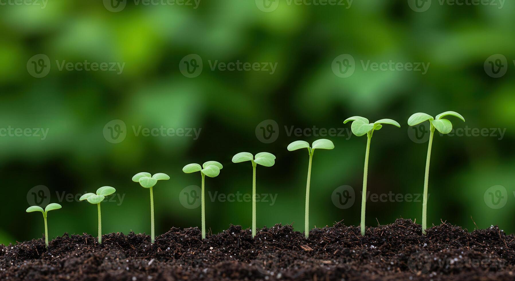 Sequence of small green seedlings growing in dark soil, showing stages of growth and development. photo