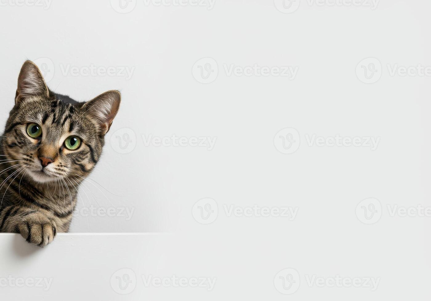 Tabby cat with green eyes peeks over a white ledge, looking directly at the camera in a studio shot. Ample white space for text or graphics. photo