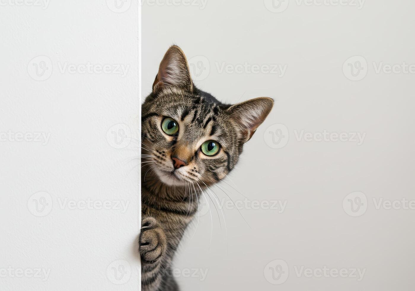 Tabby cat peeks out from behind a white wall, looking directly at the camera with green eyes. Studio shot of a curious domestic pet. photo