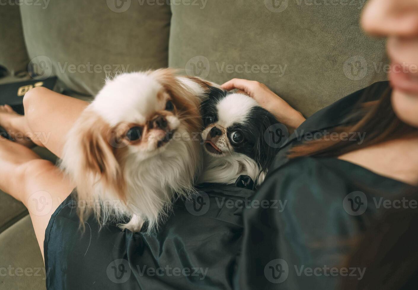 two japanese chin dogs cuddling closely on woman's lap in a black robe on green sofa, one dog gazing and looking at camera with tongue slightly out, pet care, animal lovers, lifestyle blogs photo