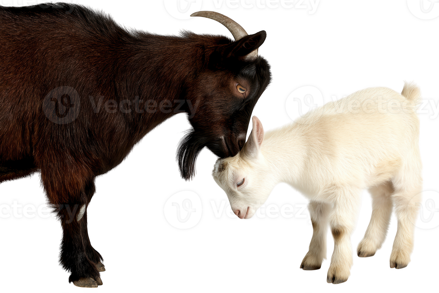 A goat and a baby goat are standing next to each other png