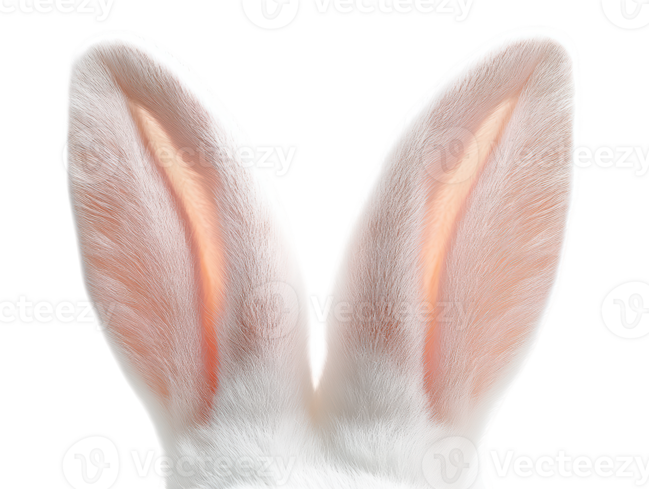 A close up of a rabbit's ears png
