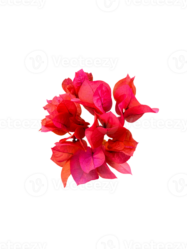Red flowers isolated png