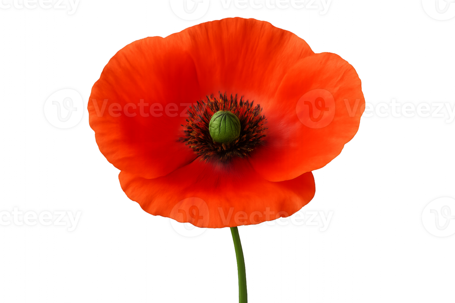 Bright Orange Poppy Flower Blooming in Spring With Distinct Black Center and Petals png