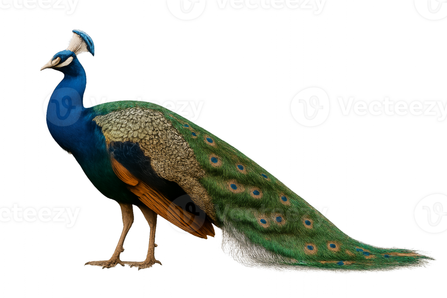 Peacock Displaying Vibrant Feathers in a Natural Setting During Daylight Hours png