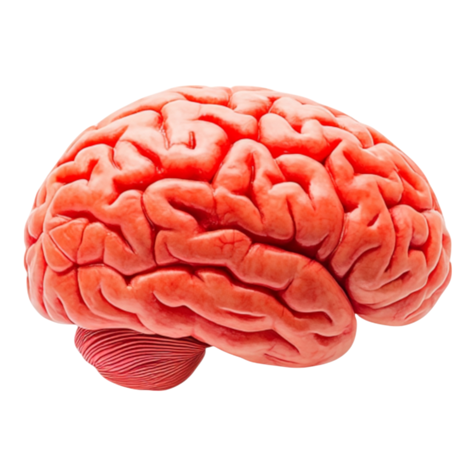 Human Brain Anatomical Model png