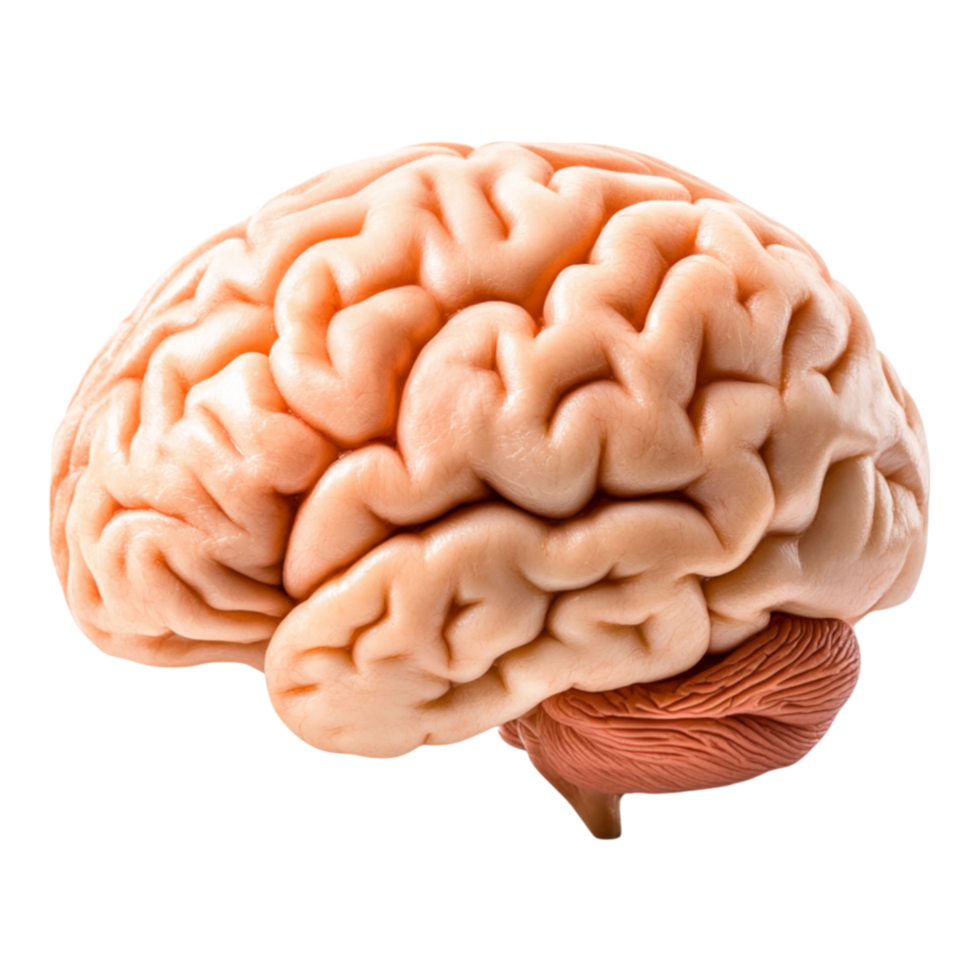 Realistic Model of Human Brain Showing Detailed Structure and Anatomy png