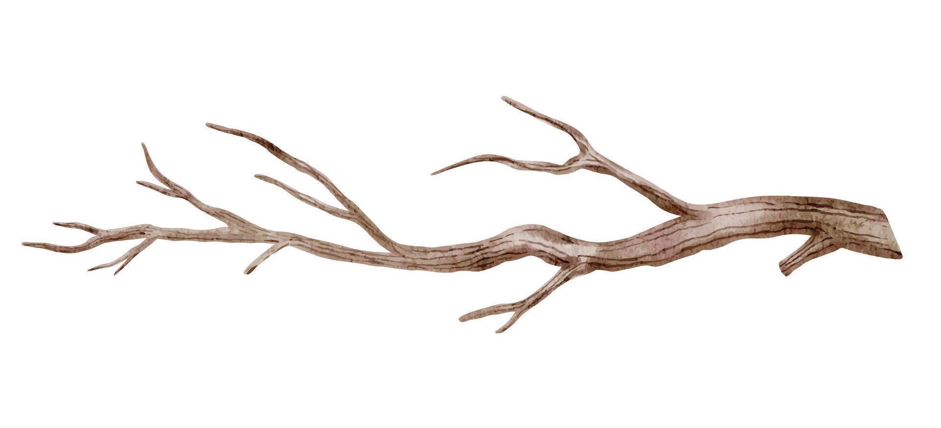 Watercolor illustration of a Dried Tree Branch. Botanical drawing of wooden twig for wedding invitation in rustic style or greeting cards on isolated background. Art of Trunk for clipart. vector