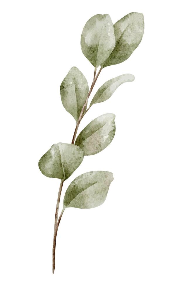 Watercolor illustration of Eucalyptus Branch with green leaves. Botanical drawing of tropical tree for wedding invitations or greeting cards. Art of herb on isolated background. vector