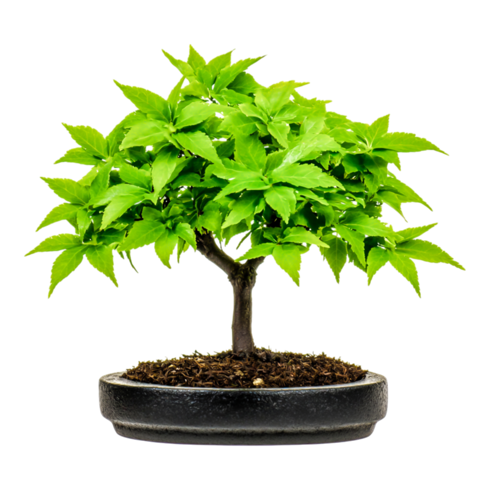 Lush Green Bonsai Tree with Vibrant Leaves in Elegant Black Pot for Home Decor png