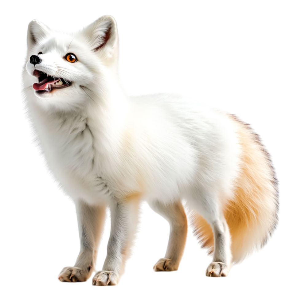 Beautiful Arctic Fox Stands on Snowy Ground with Bright Eyes and Playful Expression png
