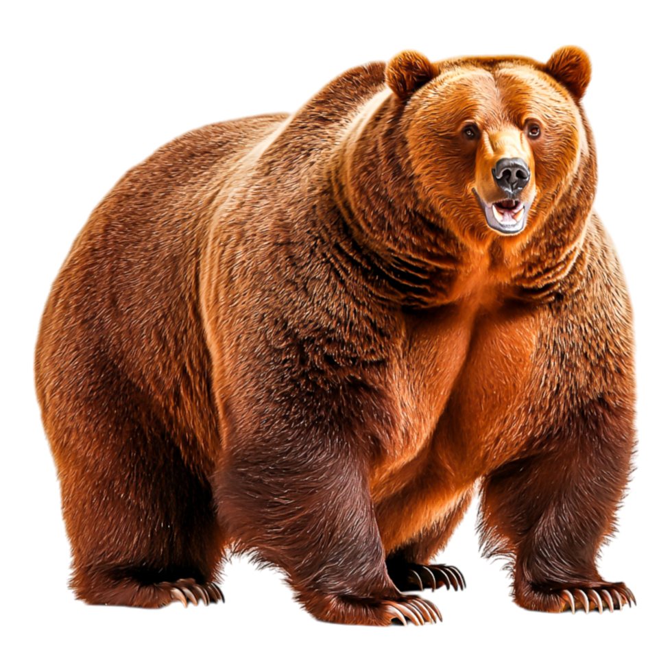 Powerful Brown Bear Standing Proudly in Natural Habitat Displaying Strength and Majesty png