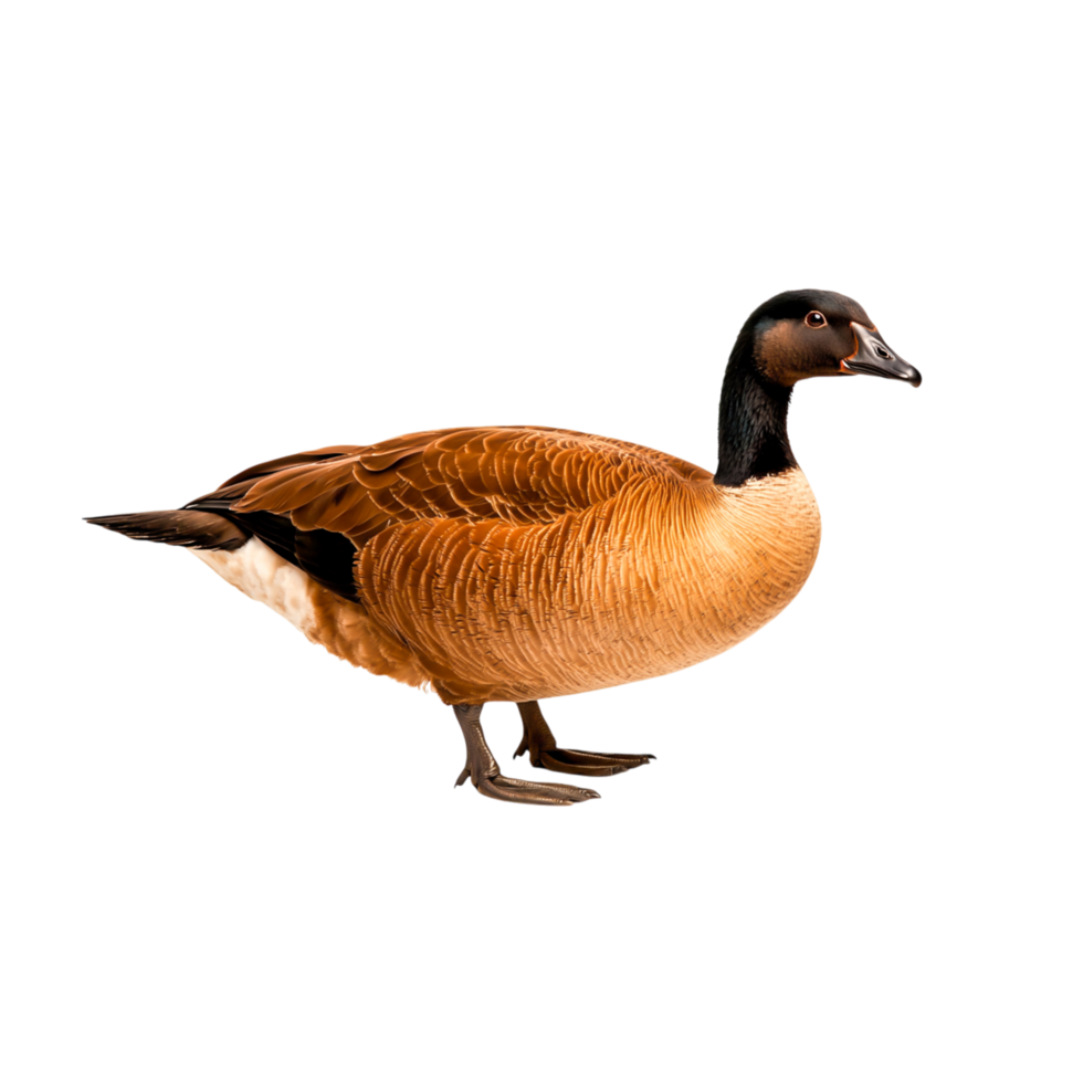 Brown and Black Goose Standing Proudly in Natural Position png