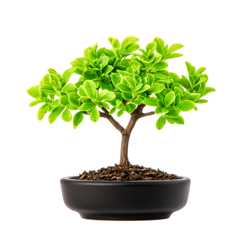 Lush Green Indoor Plant in a Black Pot with Rich Soil and Vibrant Leaves png