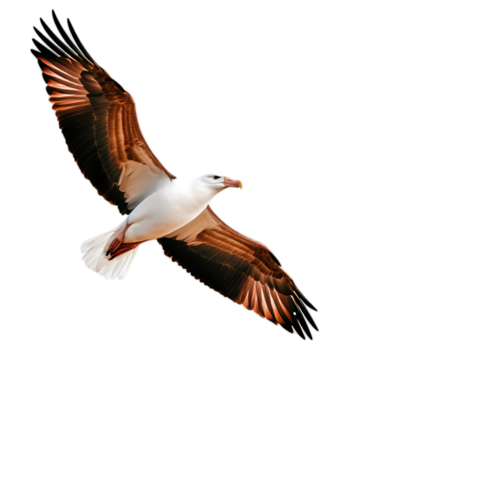 Majestic bird in flight showcasing large wings and intricate feather patterns png