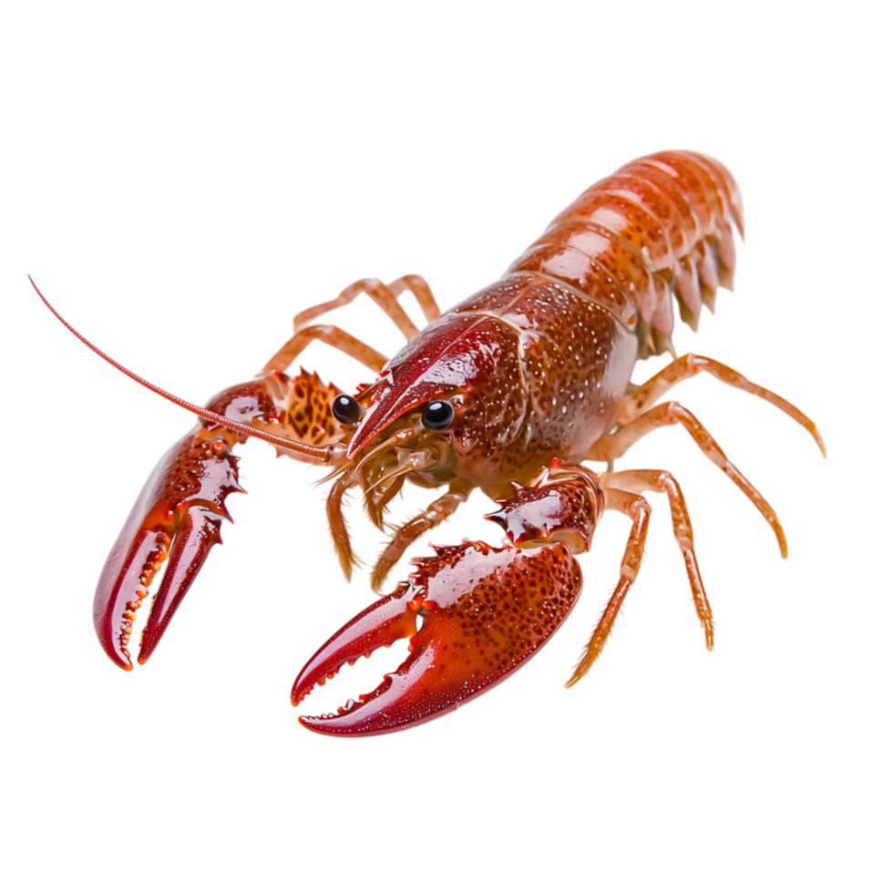 Fresh Red Lobster with Claws for Culinary Imagery png