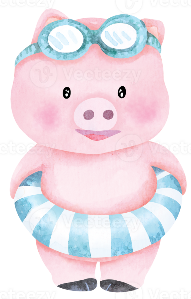 Cartoon pig carrying a rubber ring and wearing swimming goggles.Suitable for summer.Cute animals.Piggy watercolor.Cartoon pig exercising. png