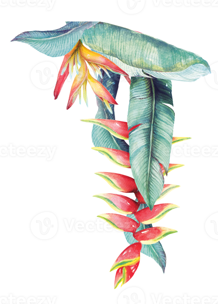Botanical plants and heliconia drawing illustration painting with watercolors.Watercolor painted leaves for invitation.Tropical leaves. png