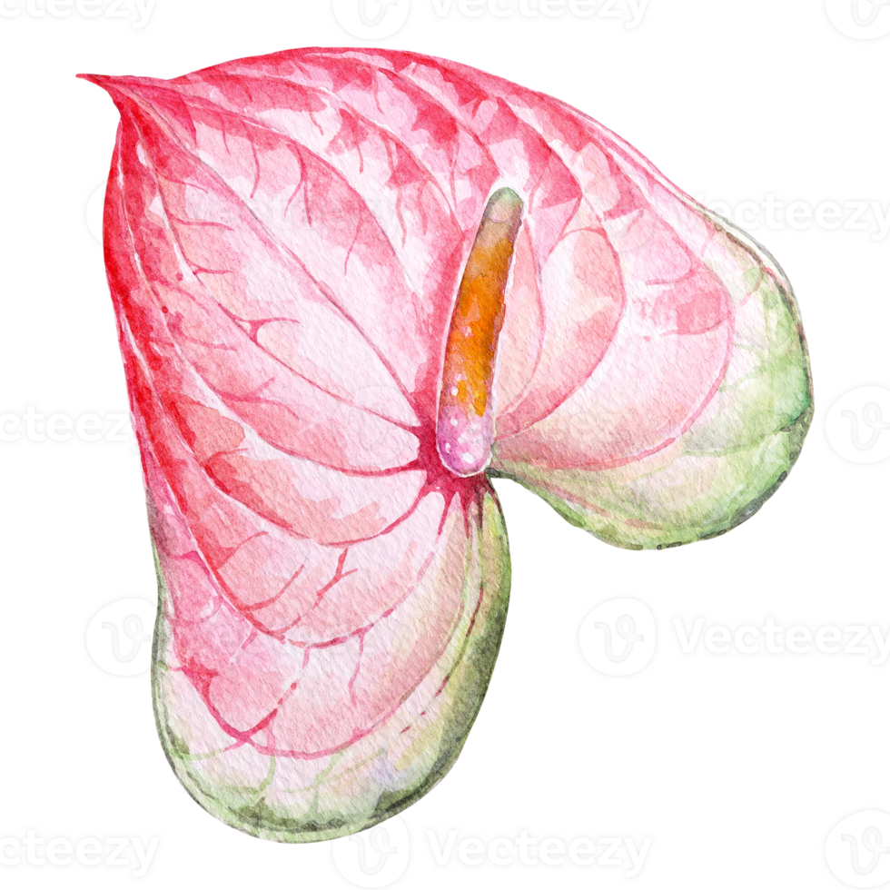 Anthurium watercolor.Pink flower painted watercolor.Floral elements.Tropical plants. png
