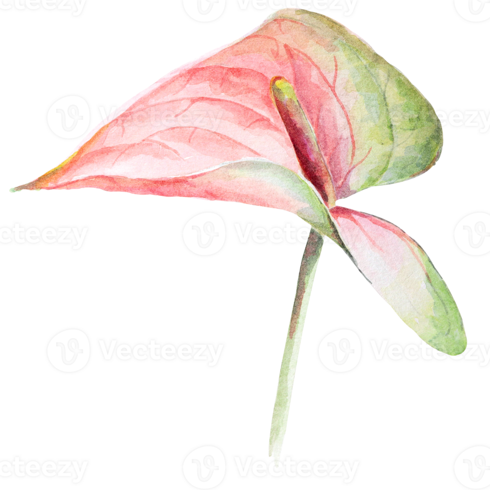 Blooming anthurium watercolor.Pink flower painted watercolor.Floral elements.Tropical plants. png