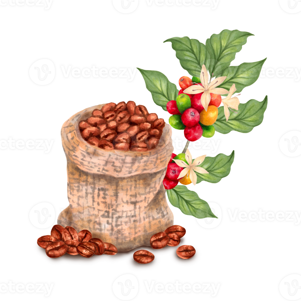 Branch of coffee tree with berries, flowers and beans in woven canvas bag. Watercolor, marker illustration. Coffee day. Isolated hand drawn art. Production of beverages of Robusta and Arabica aroma png