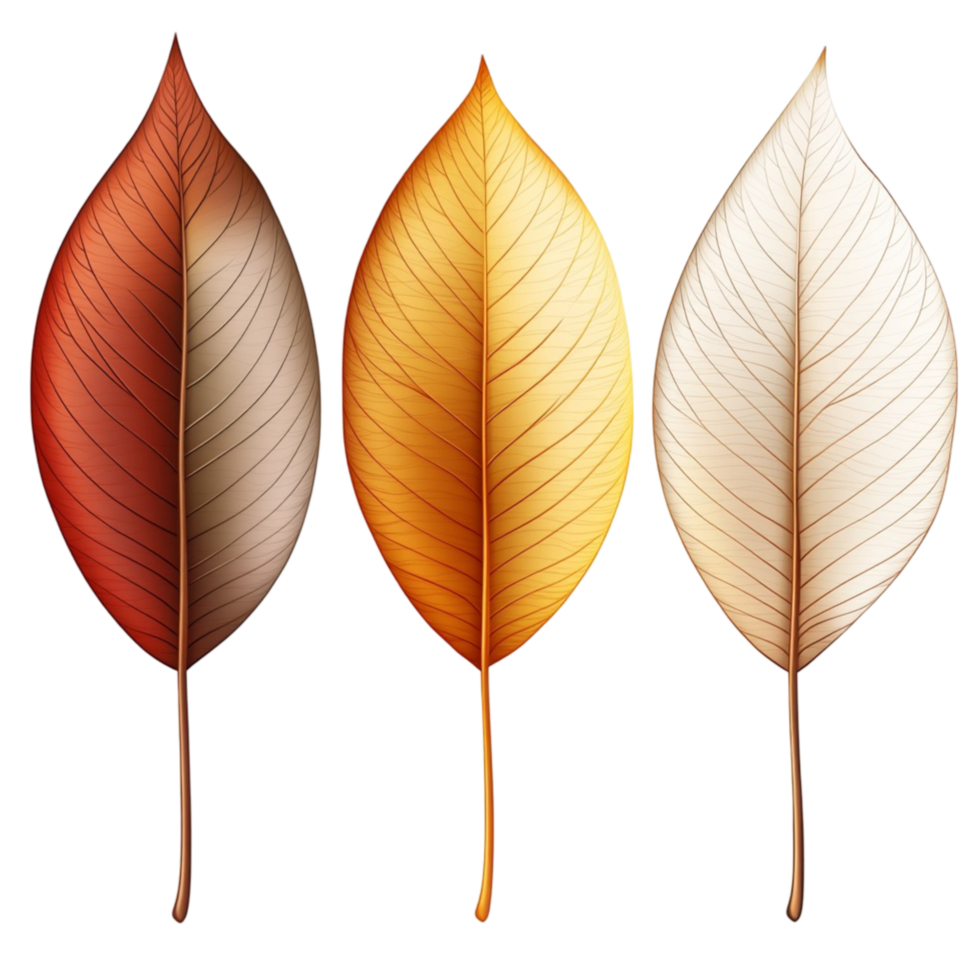 Different Colored Leaves png