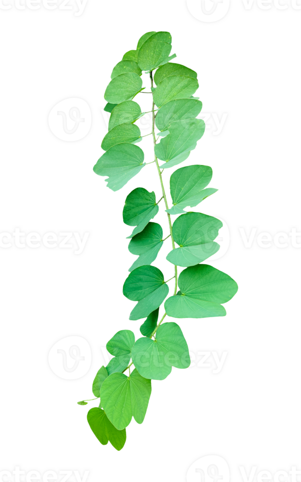 a green plant tree branch with leaves on it, Green leaves isolated on a background showing fresh natural foliage and plant growth, png