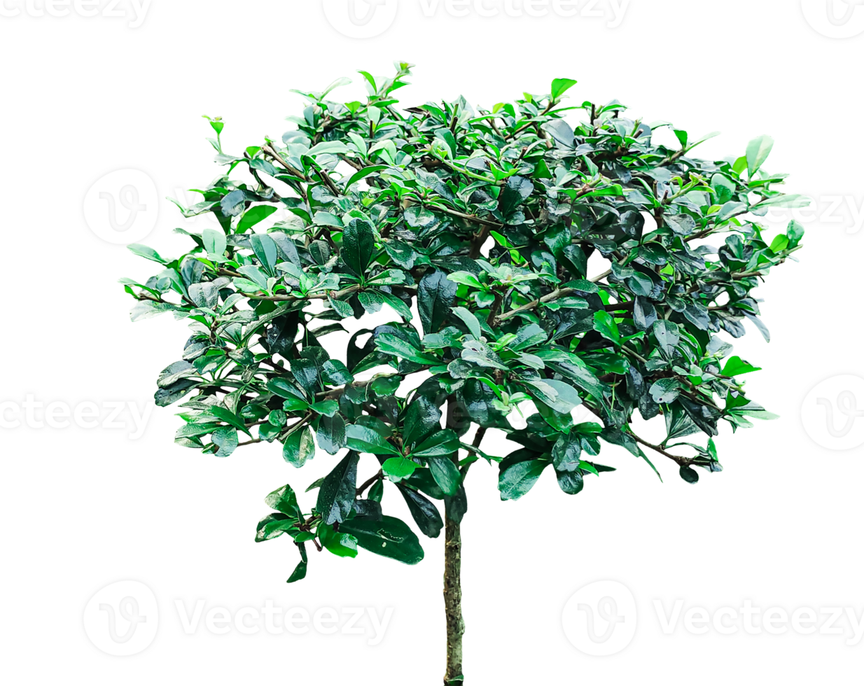 uma pequeno árvore com verde folhas em uma transparente fundo, dinheiro árvore crescendo em fundo com fresco verde folhas e galhos, png