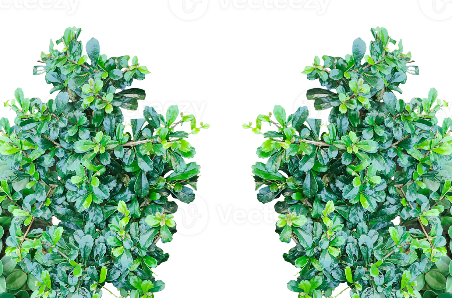 Fresh green leaves border isolated on a background, green plants frame on transparent background, png