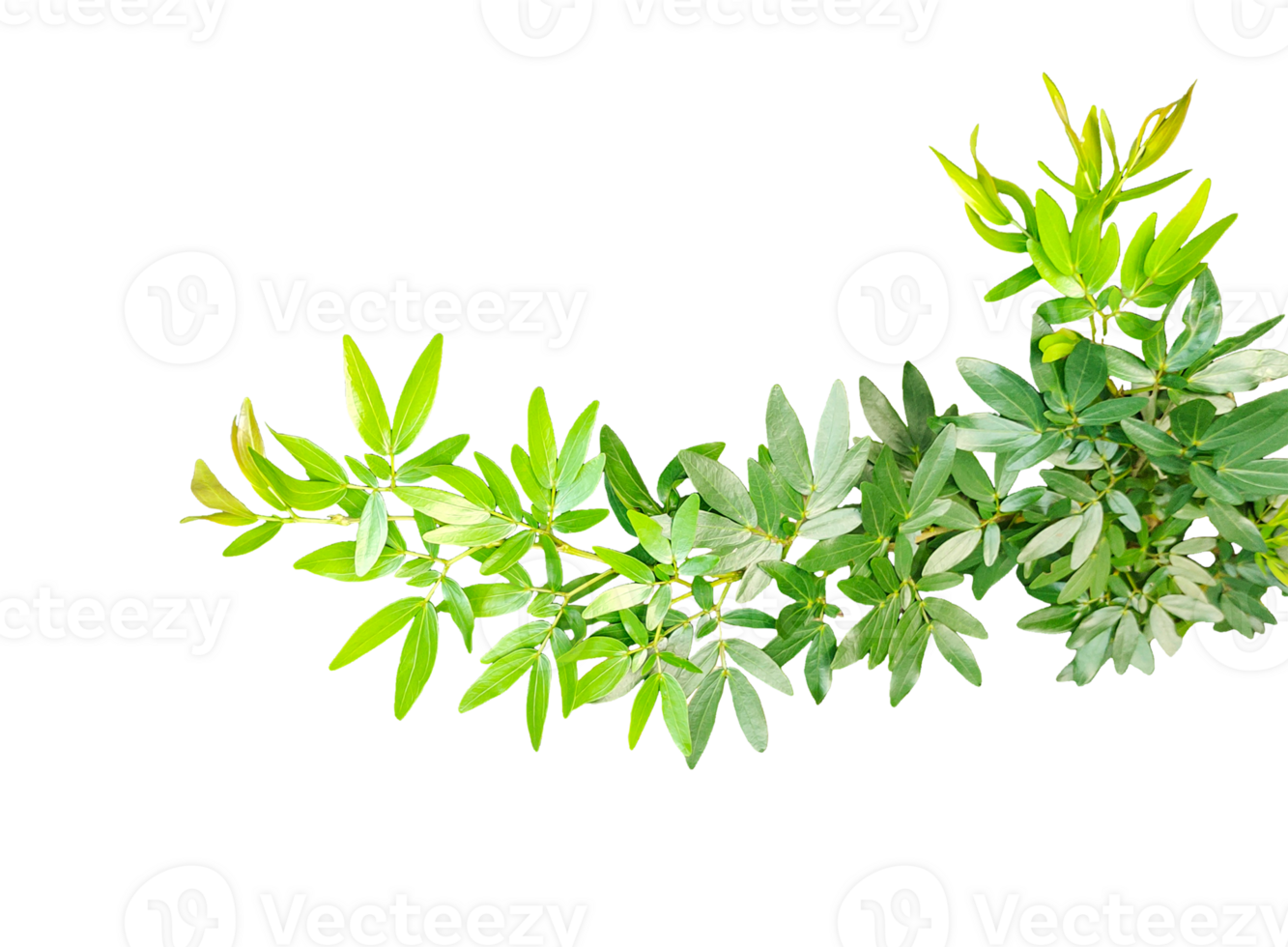 A twig of rosemary, fresh herbs on background, fresh rosemary tree branch isolated on background, png