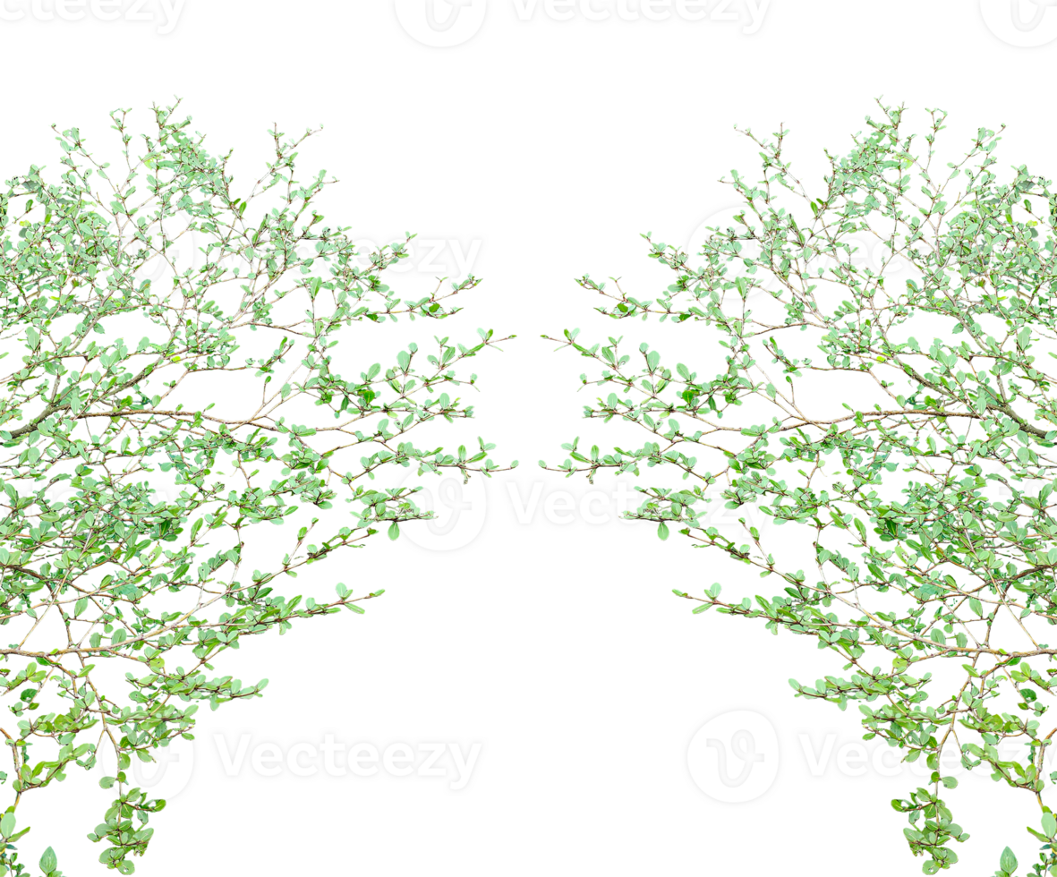 branch of a tree border, Fresh green leaves isolated on a background with natural texture and vibrant foliage png