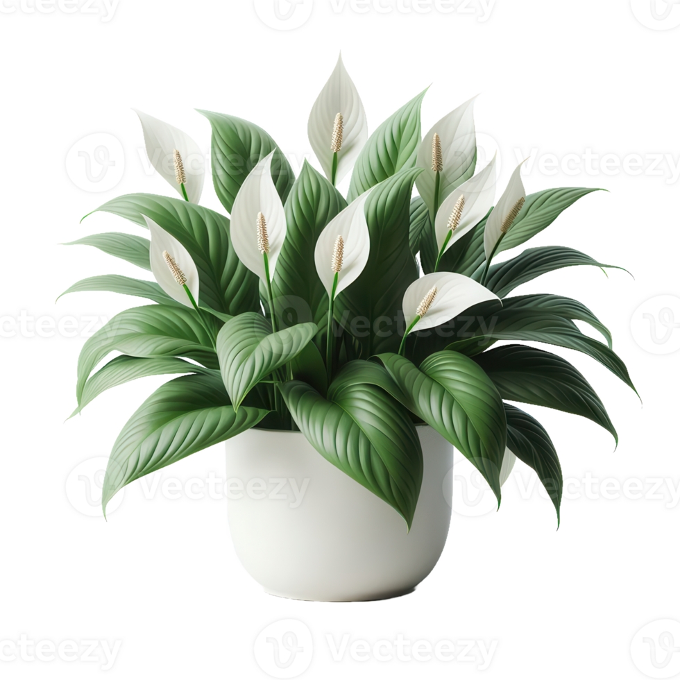 Peace lily plant in a white pot png