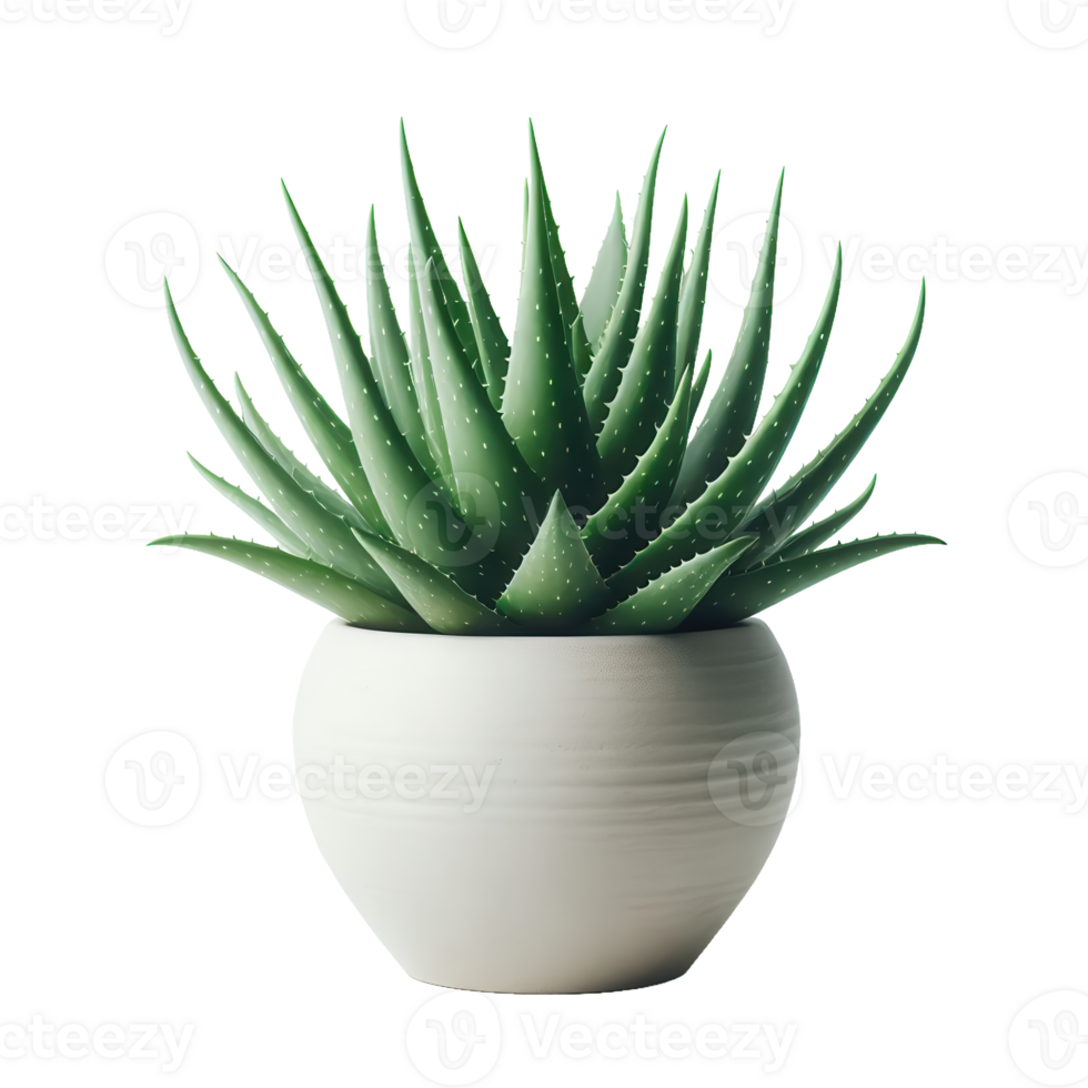 Aloe vera plant in white pot png