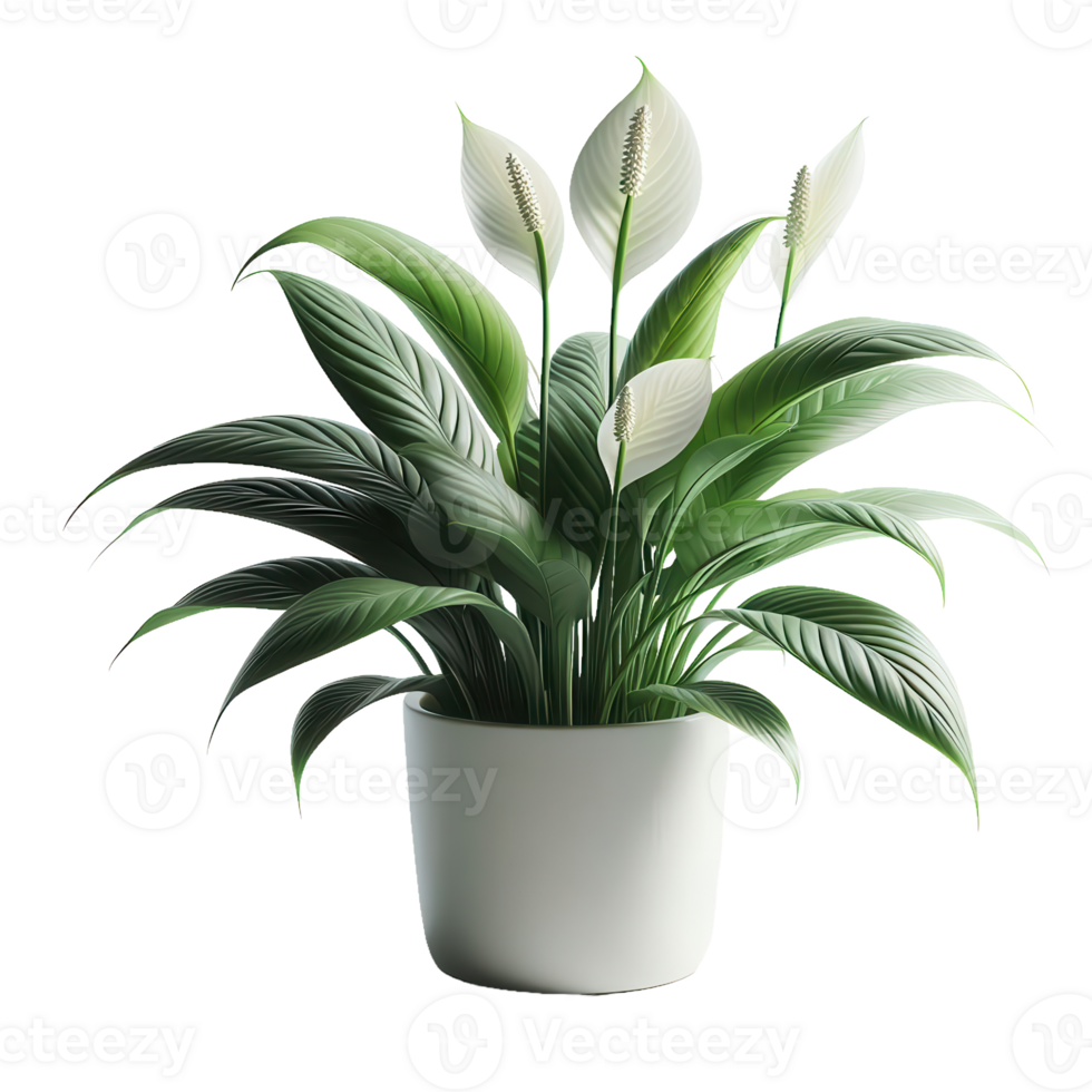 Peace lily plant in white pot png